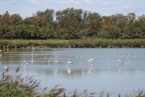 Marai de camargue