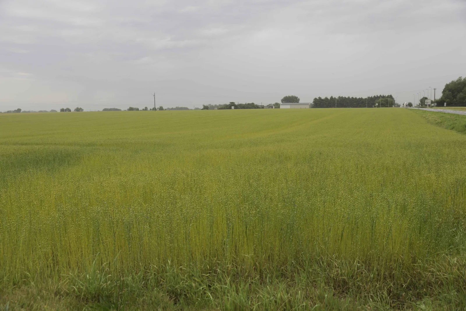 Millet