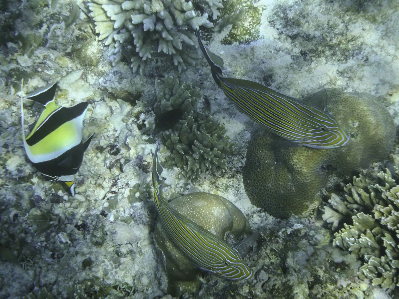snorkeling iles gili